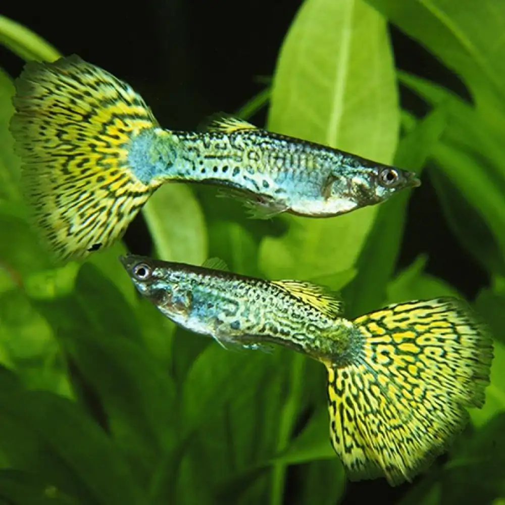 Green Cobra Guppy, Male